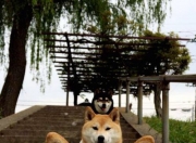 开云APP-孤星血战，卢卡库一人撕裂亚洲防线，乌兹别克斯坦绝境中扼住命运咽喉—2026世界杯出线战最惨烈一役