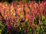 开云体育在线-西亚卡姆32分无解对轰，灰熊六人上双团队逆袭，个人英雄主义与集体主义的篮球哲学辩