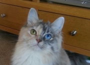 开云-钢铁脊梁与冷箭，凯尔特人用最绿血方式赢下最不可能的硬仗