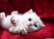 开云体育平台APP-欧冠之夜的回响，恩比德在篮球圣殿的巨星加冕礼