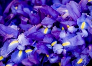 开云体育平台APP-欧冠级巅峰对决！快船半决赛全面压制勇士，篮球焦点战震撼篮坛