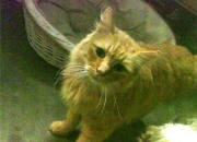 开云体育中国-决胜基因，东契奇与广厦之胡，双星如何带走关键战