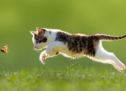 开云体育入口-跨界掀翻！杜兰特末节19分化身死神，广东爆冷击败NBA爵士队