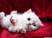 开云体育app-冰封巨人与救赎时刻，哈登如何用一记三分定义东决之夜