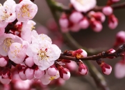 开云sport-NBA季后赛之夜，那个被称作锁匠的加维