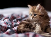 开云sport-冰与火的对决，当拉文用42分熔化盐湖城的极寒之夜