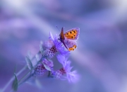 开云体育-次元壁破裂之战，当浙江队遭遇完全体詹姆斯，篮球逻辑的彻底解构