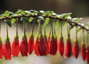 开云体育入口-塔图姆轰40+三双奏出绿军最强音，火箭争冠路上力克快船显黑马成色