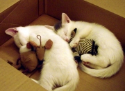 开云下载-一扑定乾坤，门迪神迹铸就里昂卡塔尔唯一王座