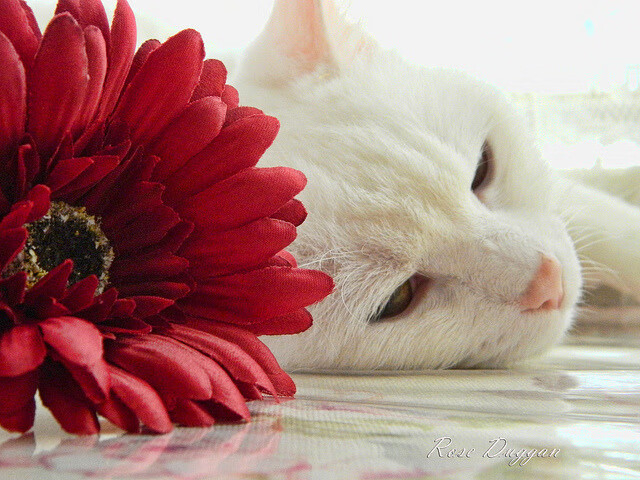 淬炼与锋芒，当克罗地亚的坚毅磨平日本利刃，巴西的纪录在群星中闪耀