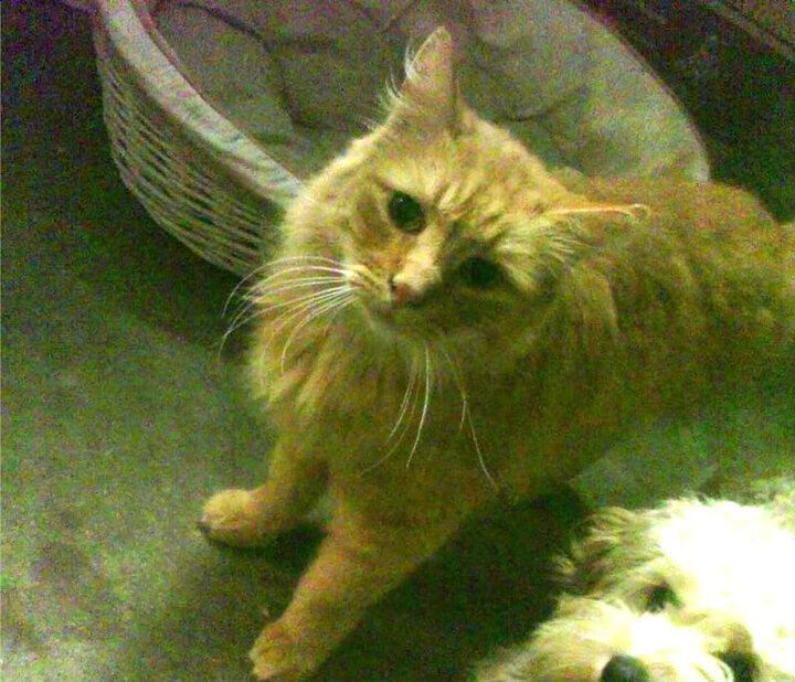 铁血阿兹特克,当墨西哥掀翻战车,姆巴佩化身致命手术刀