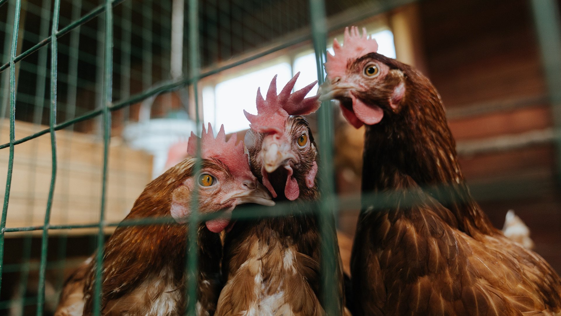 北欧飓风席卷陶瓷球场,哈兰德恐怖数据下的无情碾压