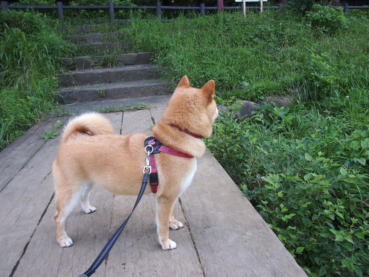 北欧飓风席卷陶瓷球场,哈兰德恐怖数据下的无情碾压