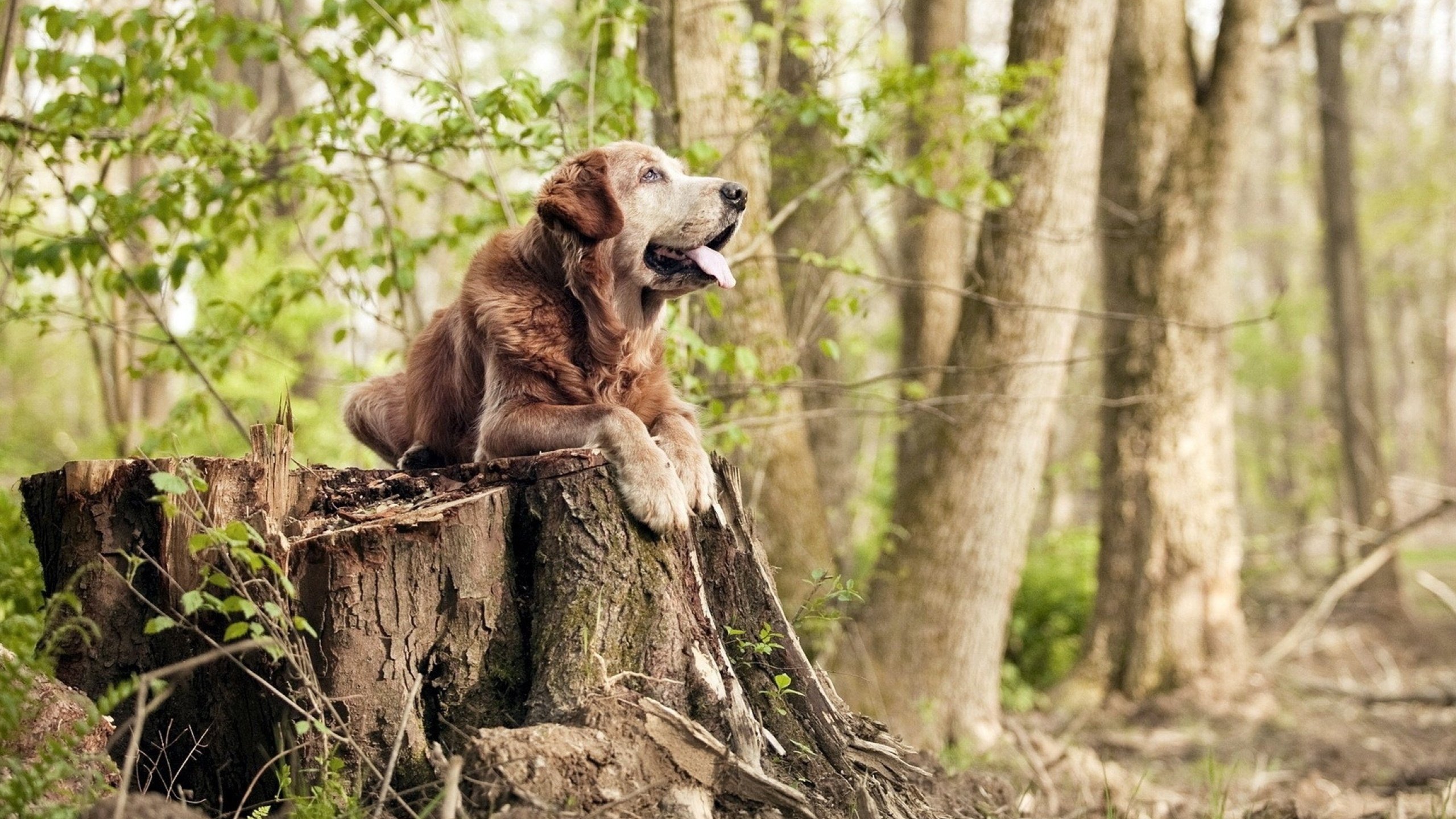 赛道与球场的交响，从F1街道赛焦点战到湖人击败开拓者的竞争启示