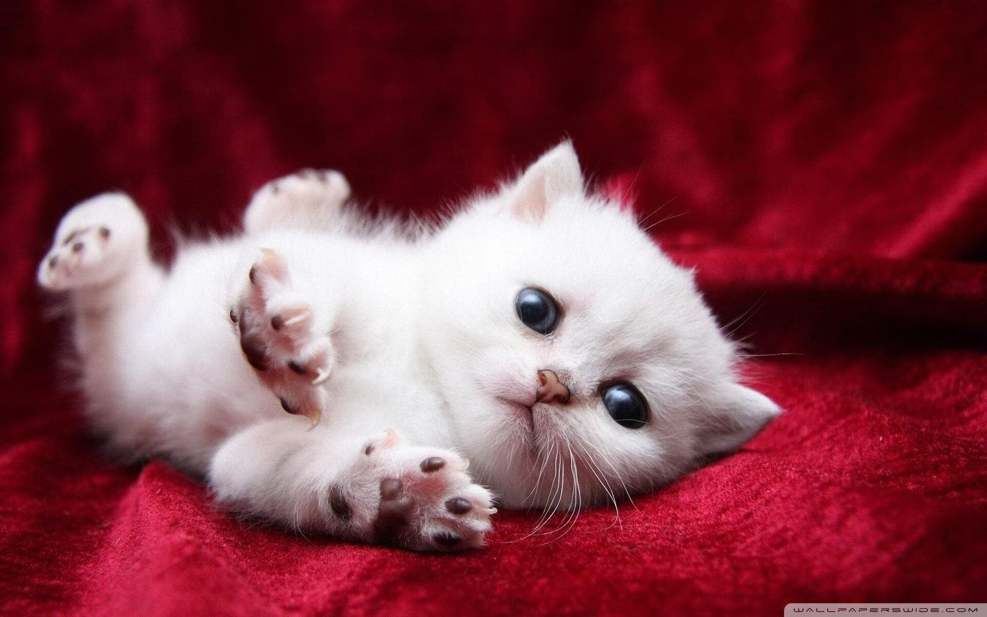 欧冠之夜的回响,恩比德在篮球圣殿的巨星加冕礼