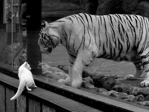 烈焰意志，布雷默与奥地利队金字塔下的生死救赎