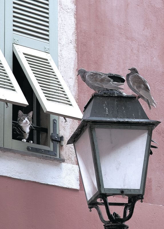 风暴眼中行棋，当拜仁用巴伐利亚密码破译牙买加田径