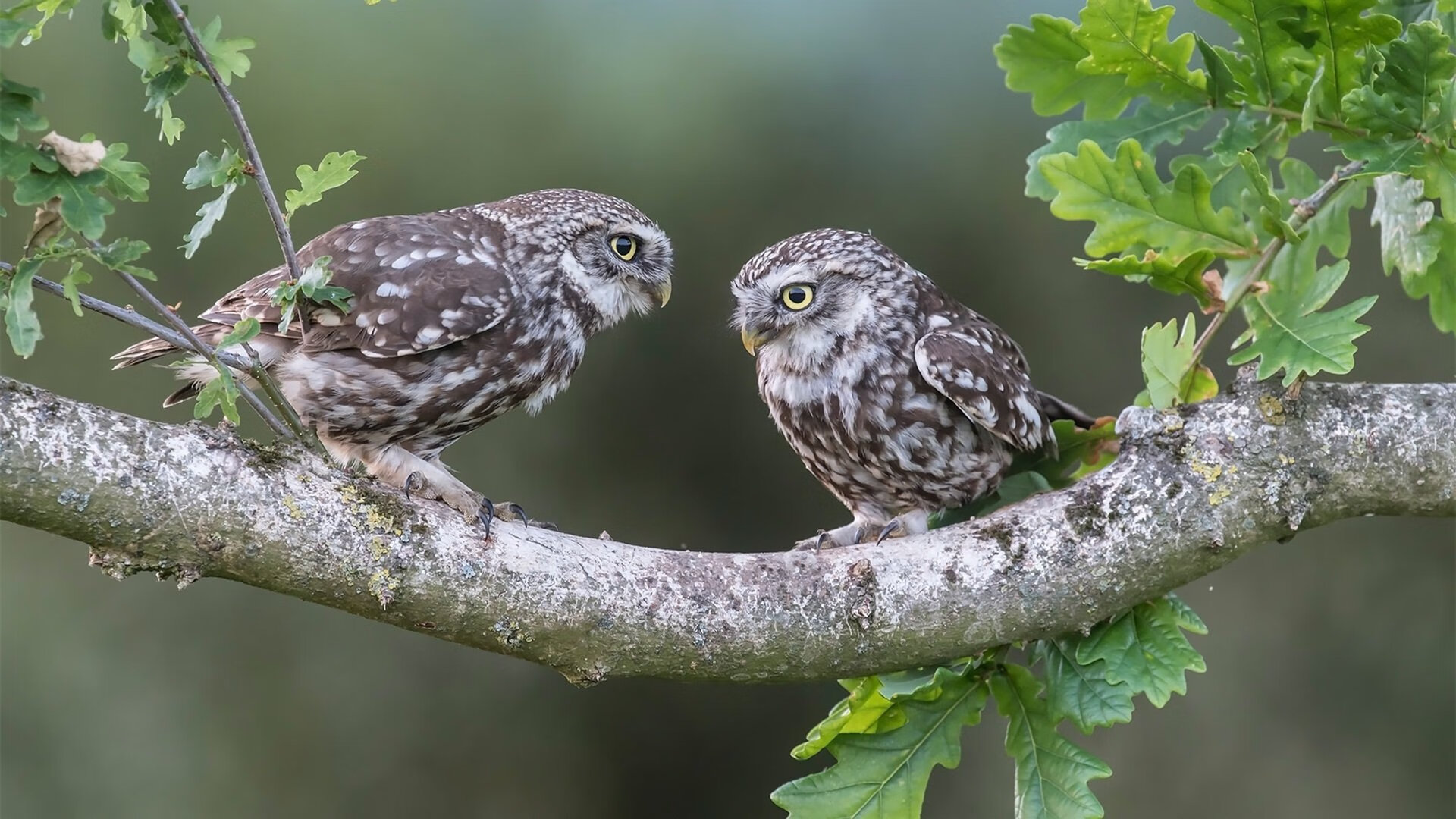 绝境不同,定义不同,黄蜂悬念与西亚卡姆爆发,描绘体育世界冰火两重天