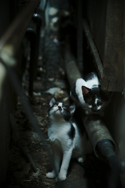 弦上的安达卢西亚,迪巴拉如何在与塞维利亚的对决中,为韩国节奏注入灵魂