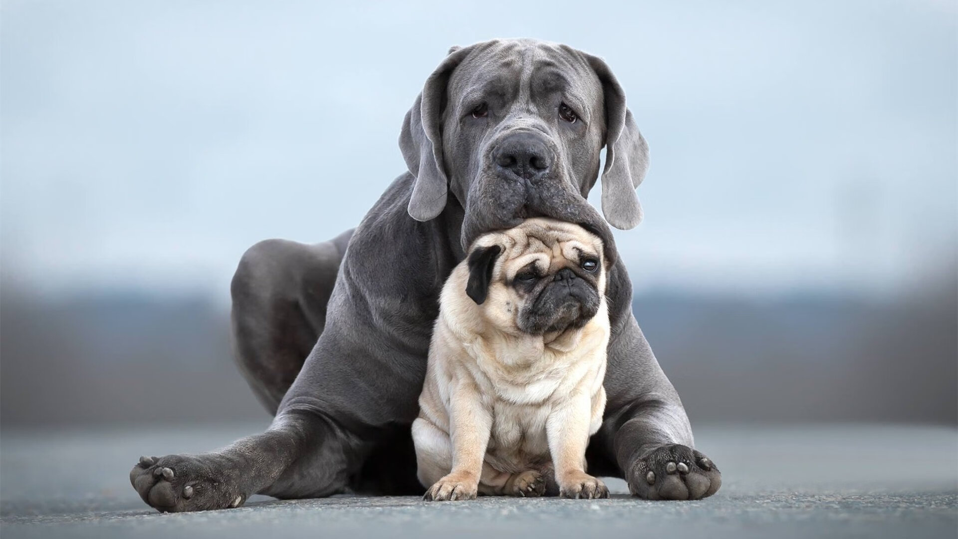 冷焰灼热斗牛士,南非稳术锁胜局,阿坎吉锋芒破长空