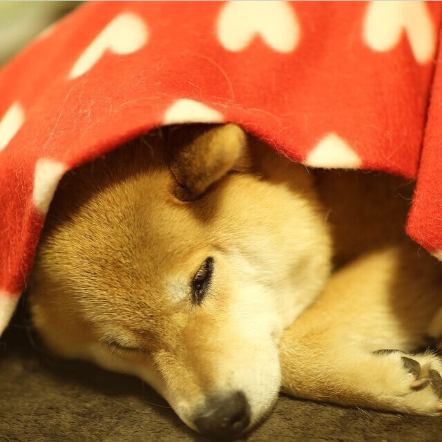 完美节拍器,霍勒迪如何用团队篮球带领深圳队带走爵士