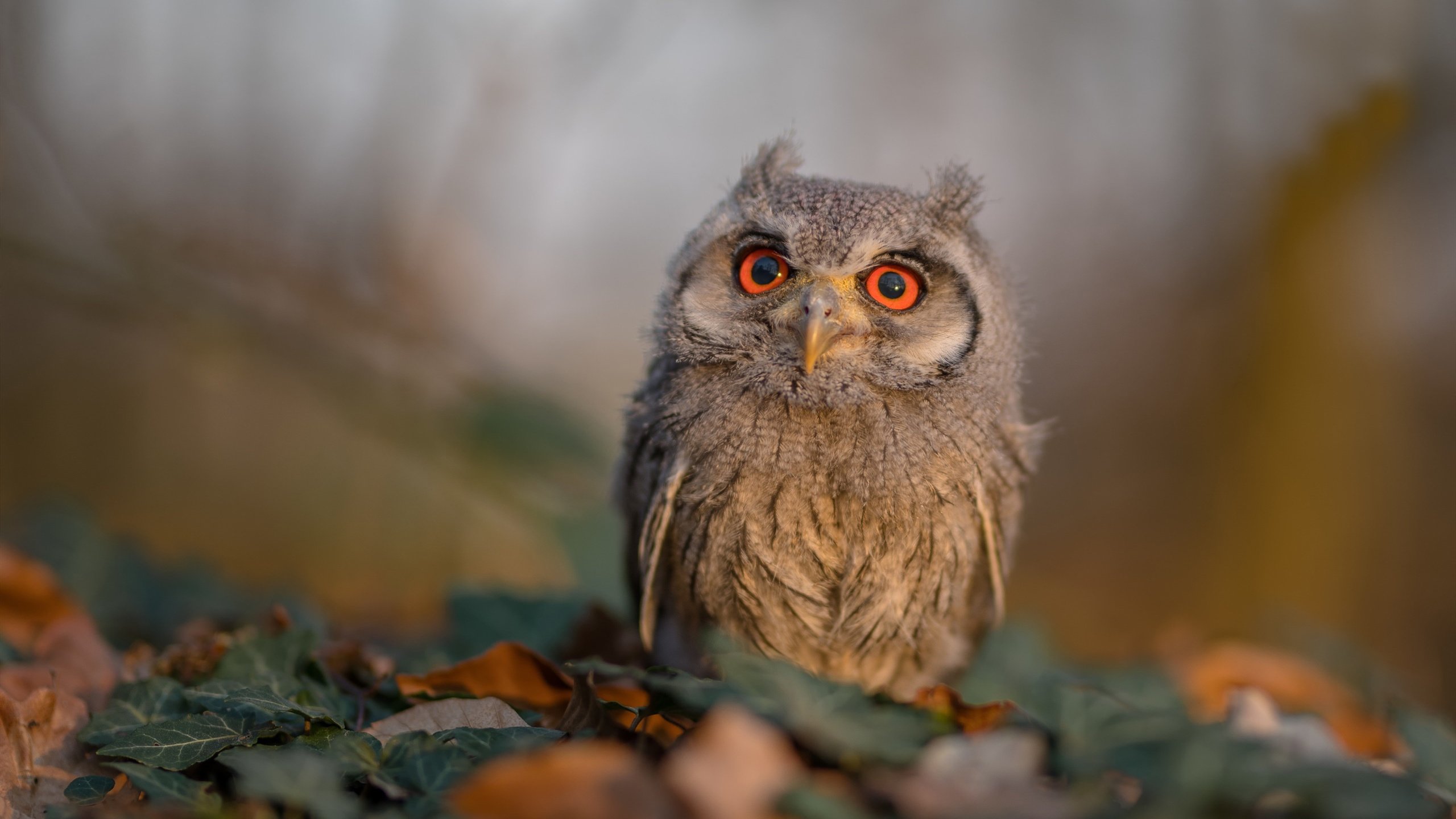 魔笛破局,雷恩绝境之下逆转利物浦,莫德里奇再显大师本色