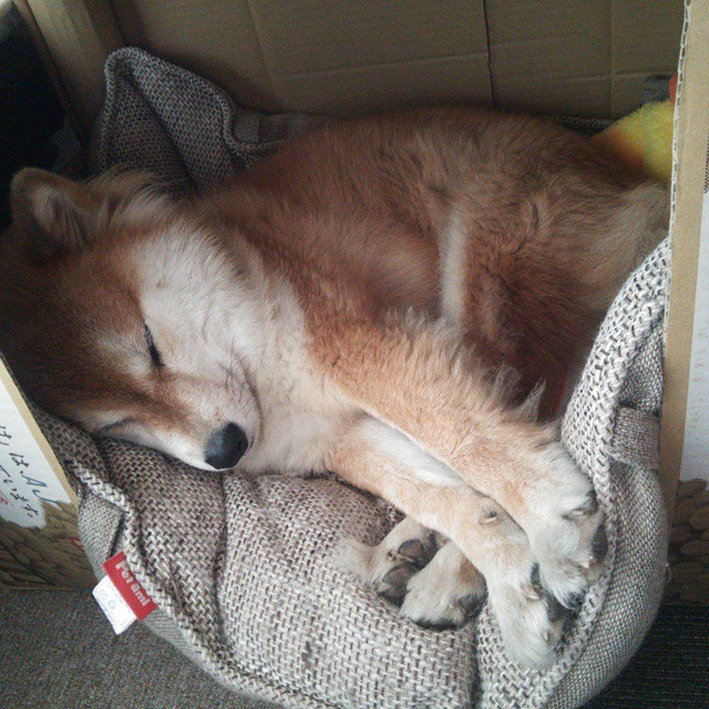 塔图姆轰40+三双奏出绿军最强音,火箭争冠路上力克快船显黑马成色