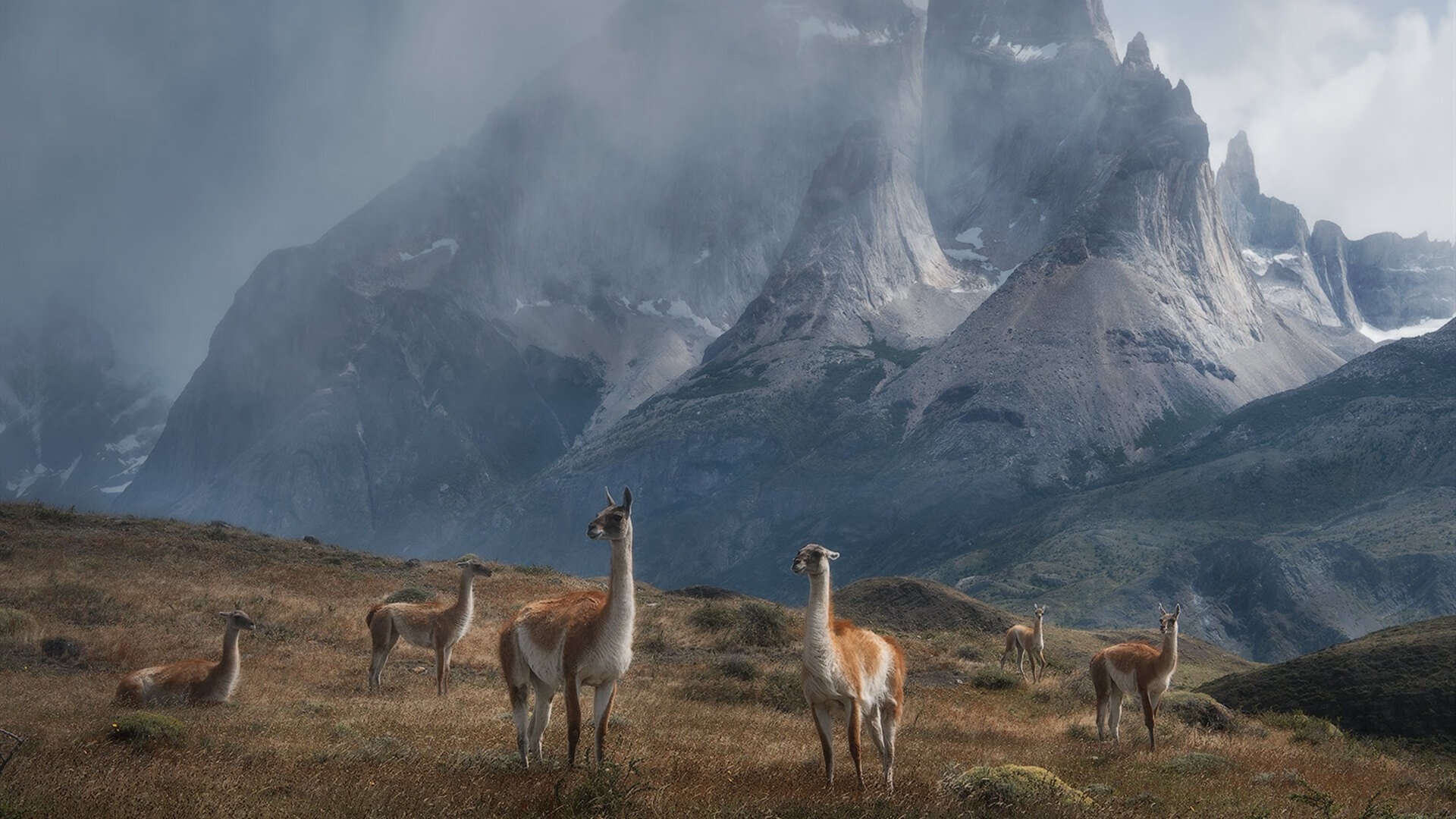 黄蜂的节奏与灰熊的堡垒,约基奇如何成为撕裂防线的关键先生