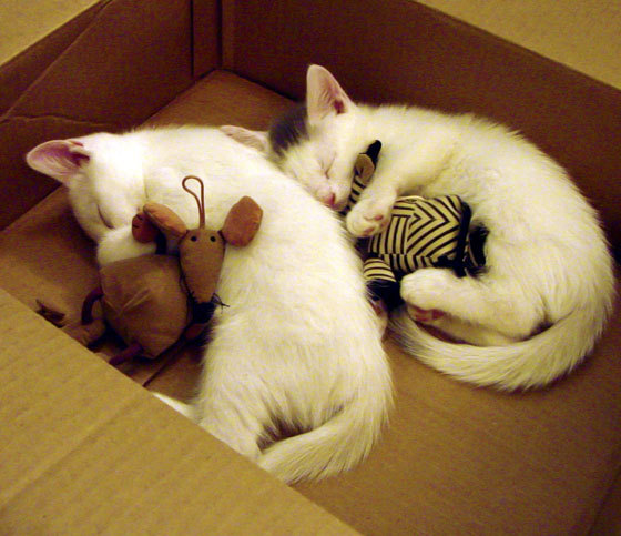 一扑定乾坤,门迪神迹铸就里昂卡塔尔唯一王座