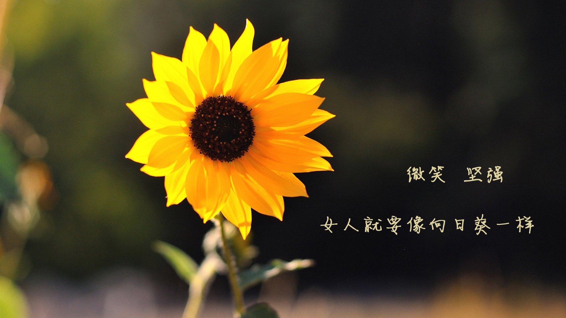 孤星闪耀多哈,德布劳内神级指挥,罗马尼亚在C组绞杀战中力克沙特