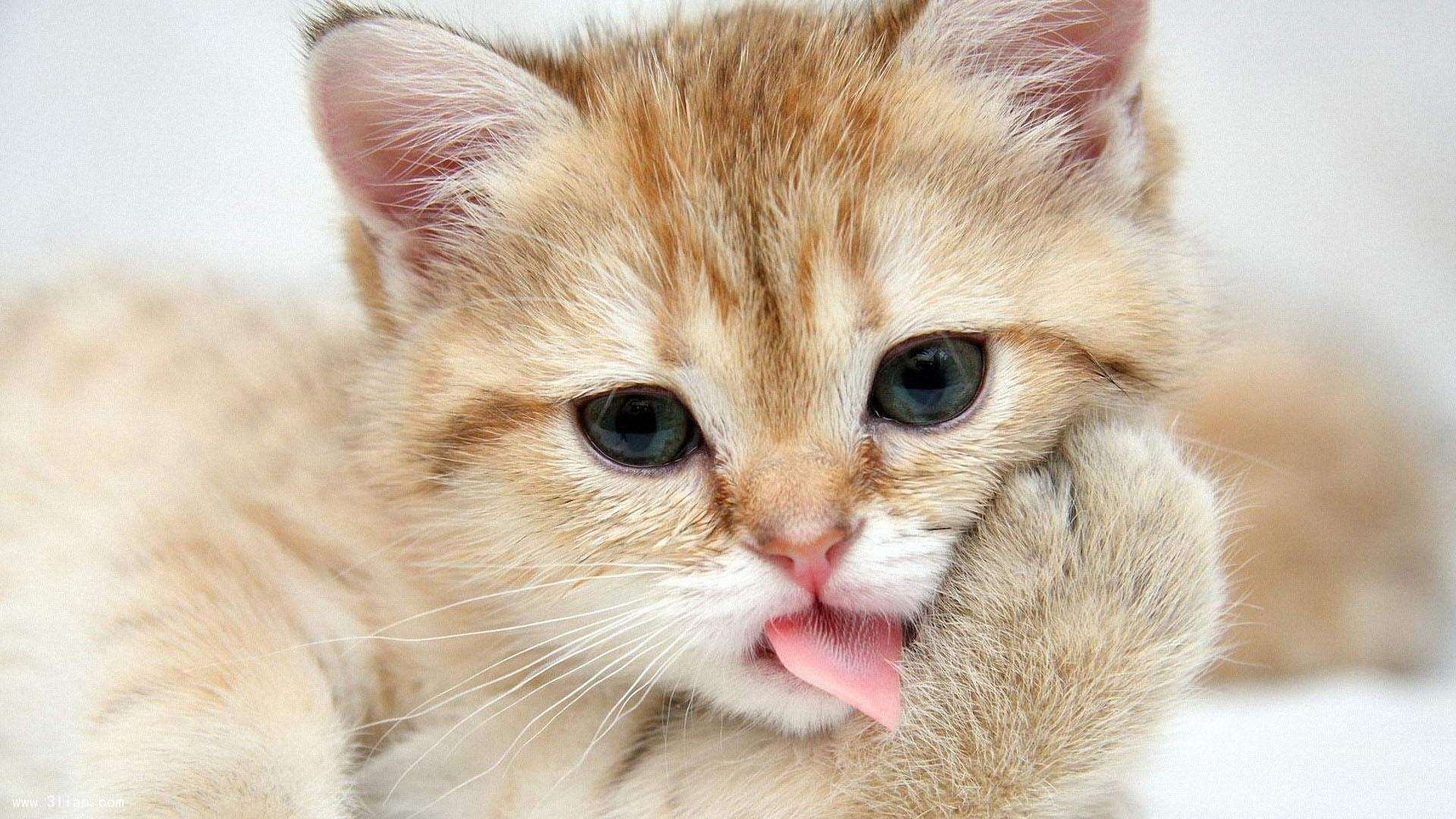 中亚铁骑的盛夏宣言，当乌兹别克斯坦在2026世界杯E组撕碎瑞士，吉鲁用一场教科书级压制宣告时代更迭